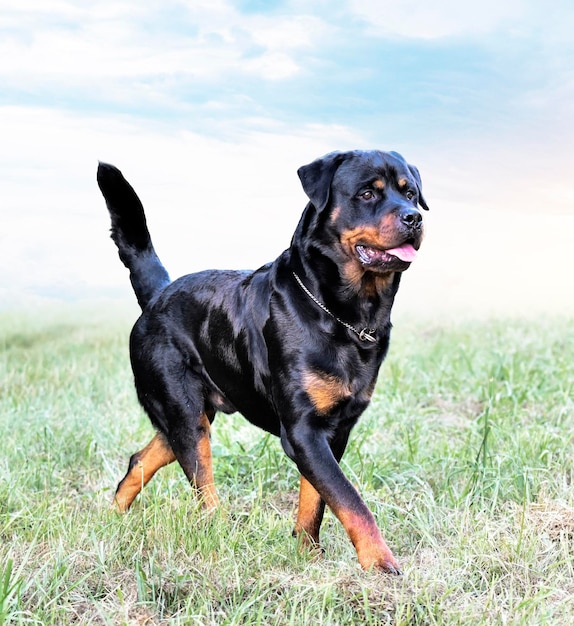 Rottweiler in de natuur