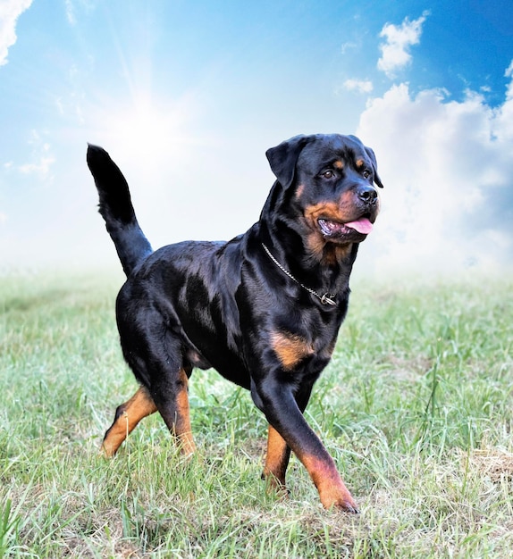 rottweiler in de natuur