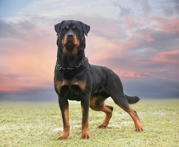 rottweiler in de natuur