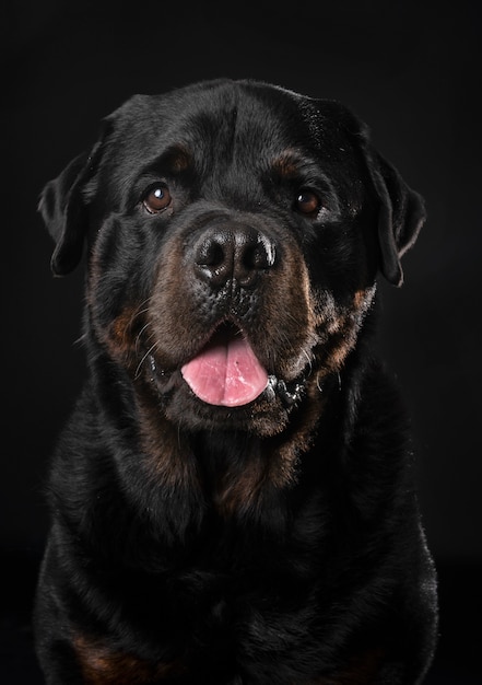 rottweiler in de studio