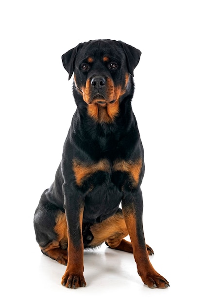 rottweiler in de studio