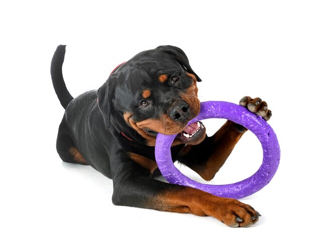 rottweiler in de studio