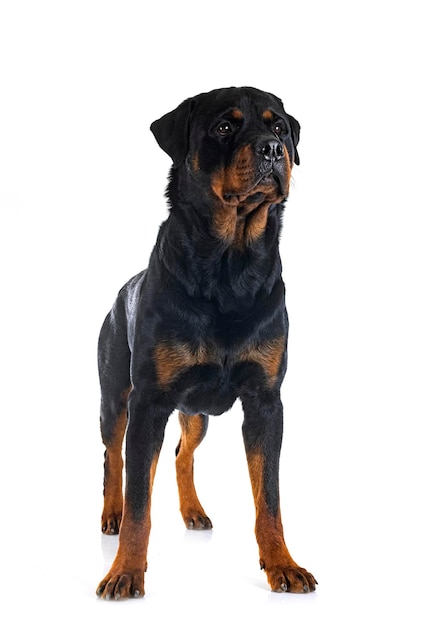 rottweiler in de studio