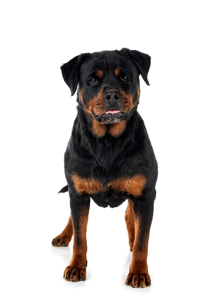 rottweiler in de studio