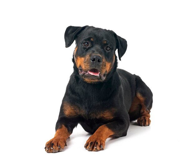 Rottweiler in de studio.