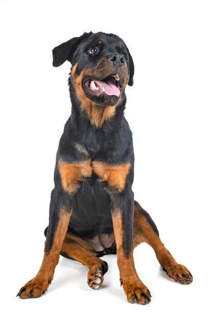 rottweiler in de studio