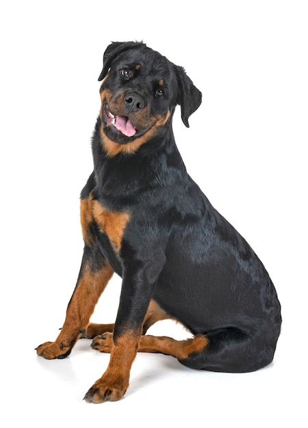 rottweiler in de studio