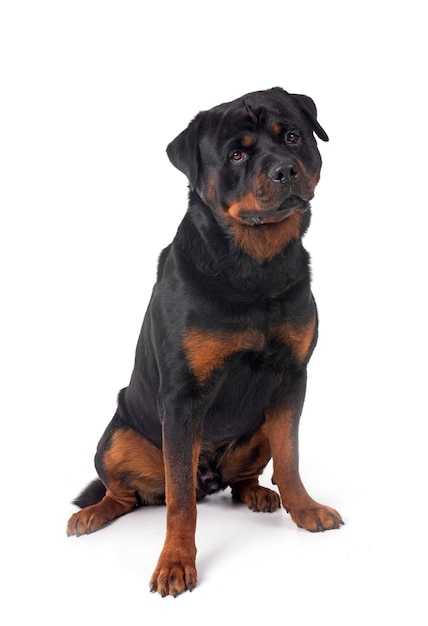 Rottweiler in de studio.