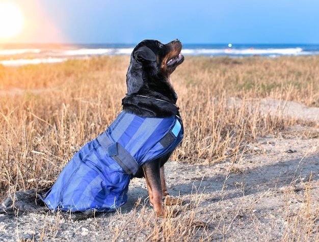 rottweiler in de zomer