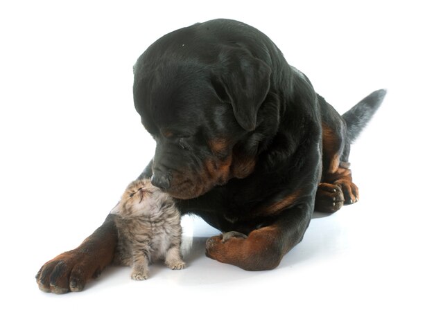 Rottweiler and kitten exotic shorthair