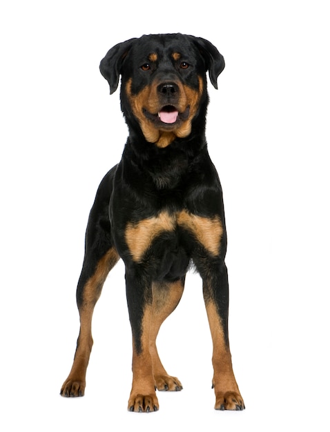 Rottweiler met 2 jaar. Geïsoleerd hondportret