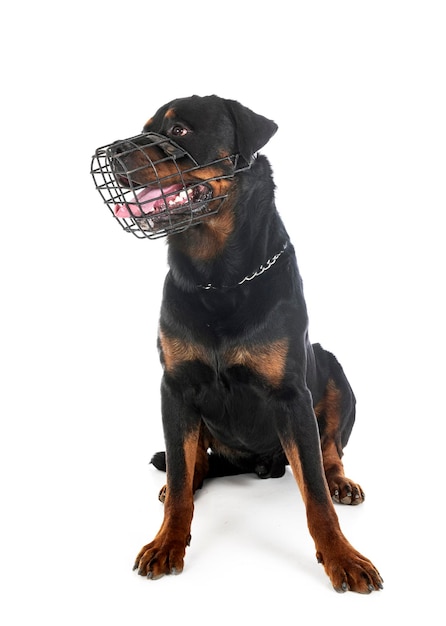 Rottweiler and muzzle in studio
