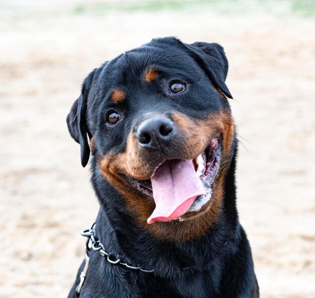 Rottweiler in nature