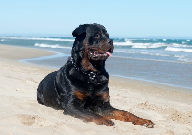 Rottweiler op het strand