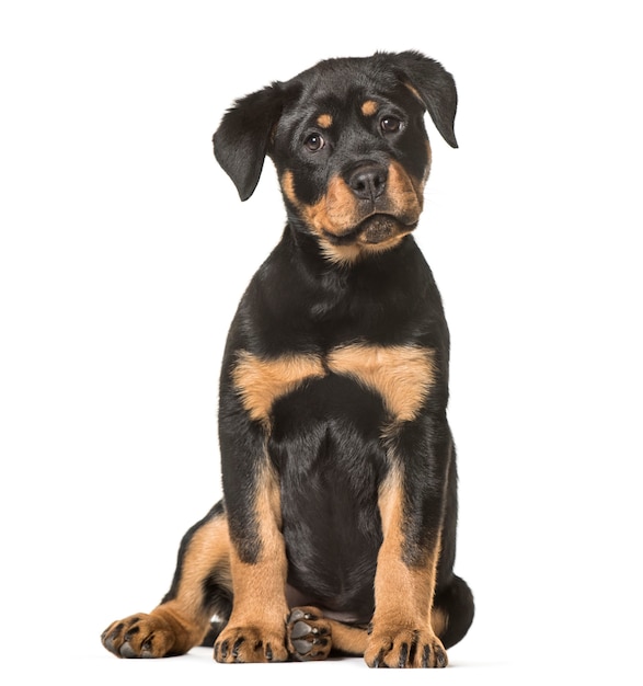 Rottweiler puppy, 3 months old, sitting against white background