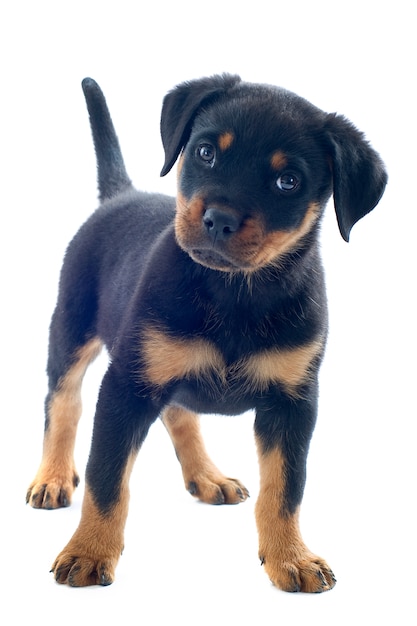 Rottweiler puppy on white