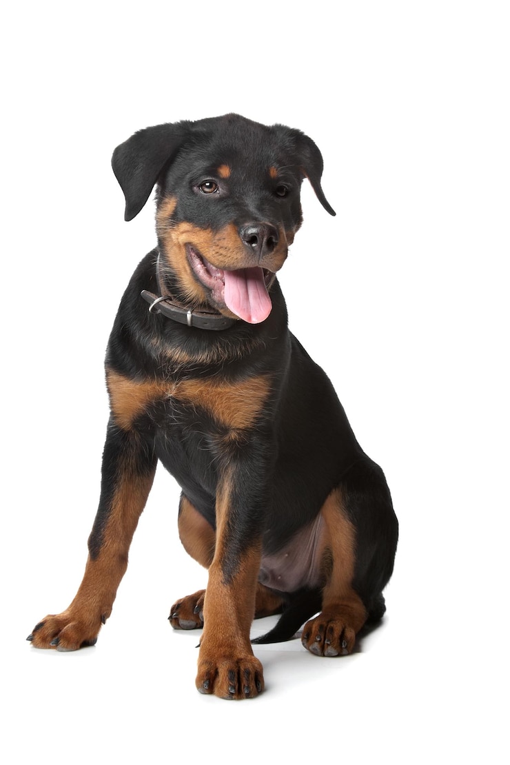 Foto rottweiler puppy