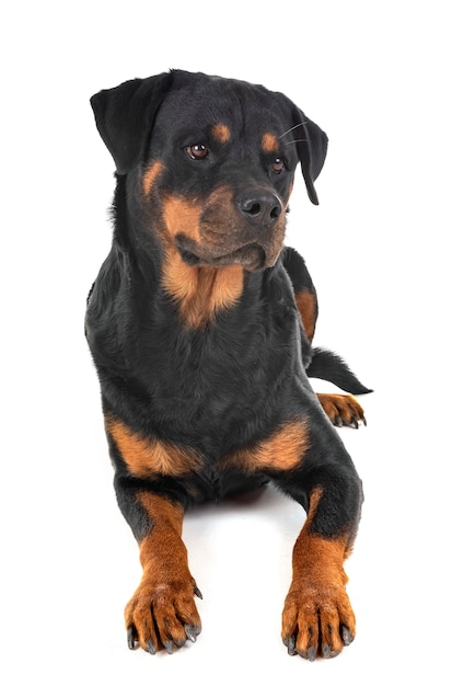 rottweiler in studio