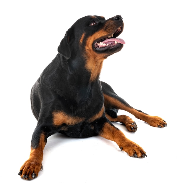 rottweiler in studio