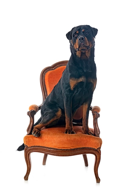 Foto rottweiler in studio