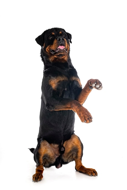 Rottweiler in studio