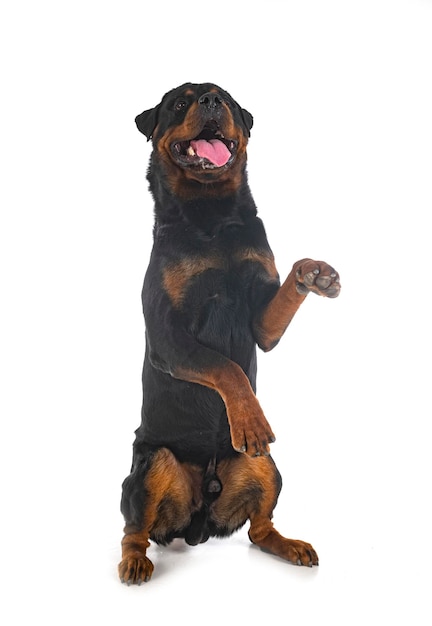 Rottweiler in studio