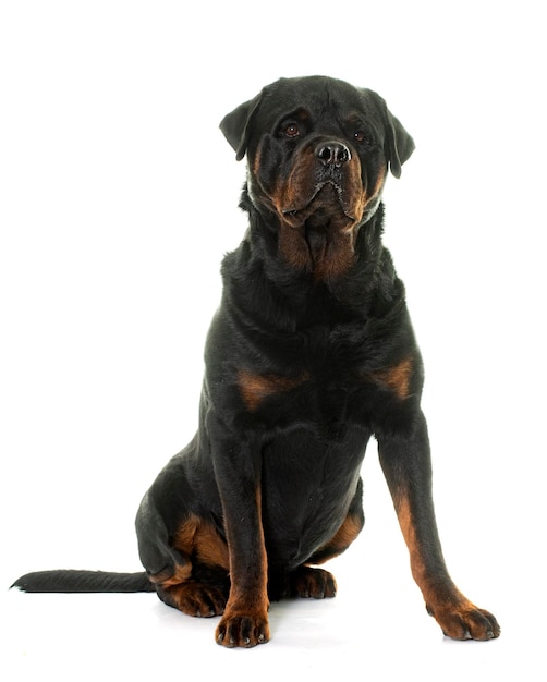 Rottweiler in studio