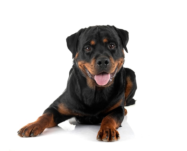 Rottweiler in studio