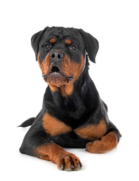 Rottweiler in studio