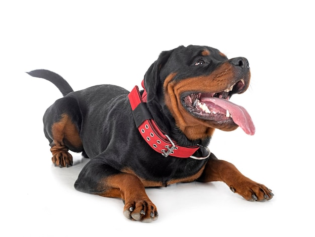 Rottweiler in studio