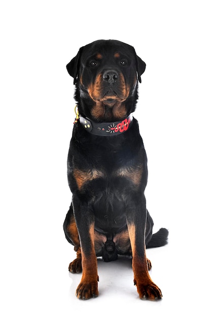 Rottweiler in studio