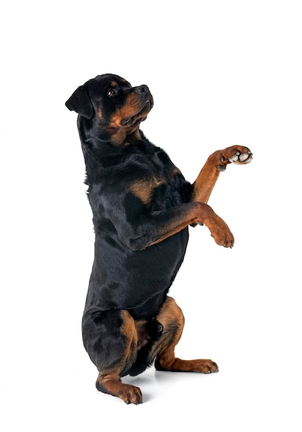 Photo rottweiler in studio