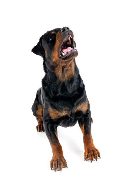 Photo rottweiler in studio