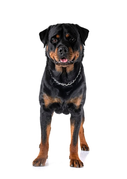 Rottweiler in studio