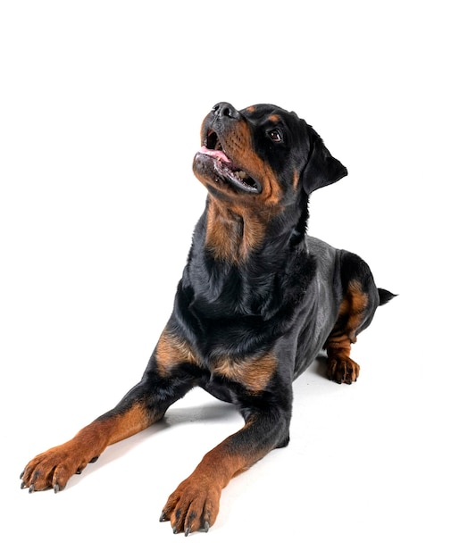 Rottweiler in studio