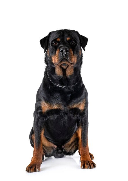 Rottweiler in studio