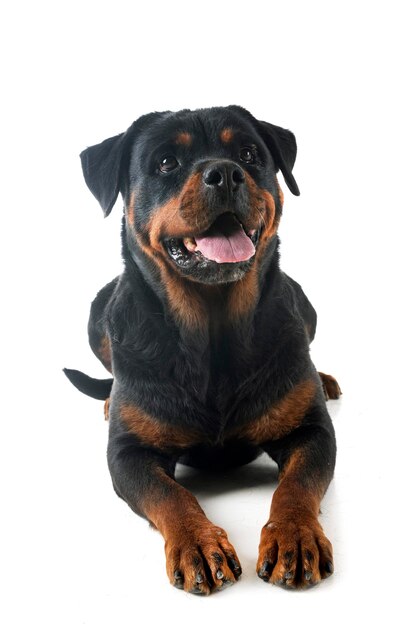 Rottweiler in studio