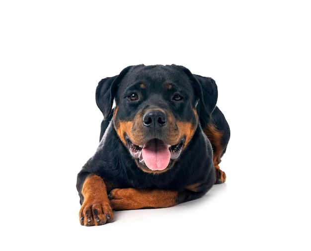 rottweiler in studio