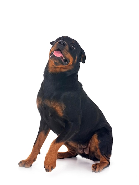 Photo rottweiler in studio