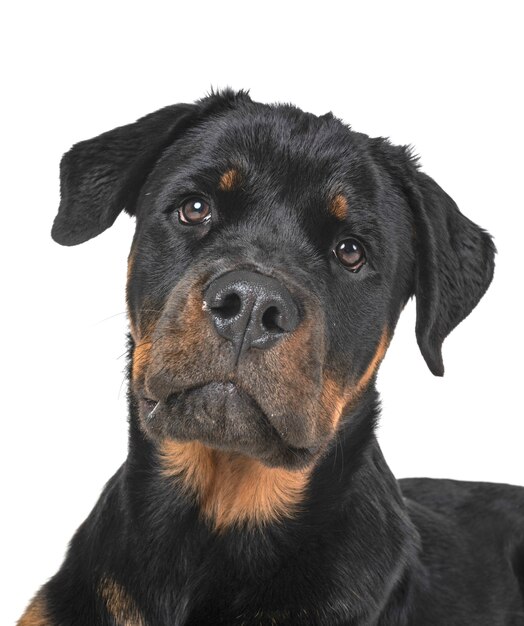 rottweiler in studio