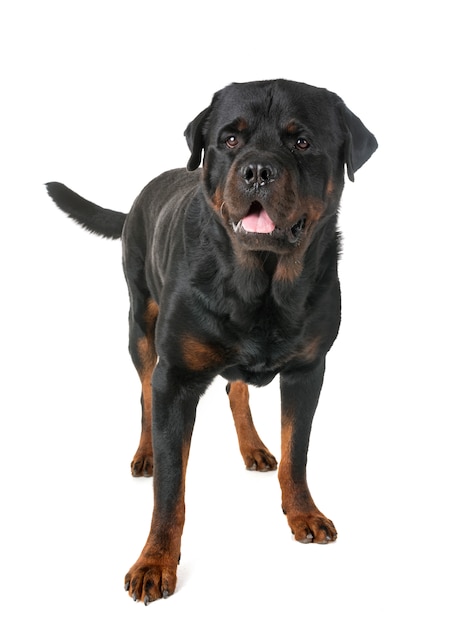 rottweiler in studio