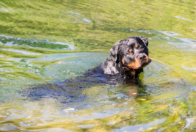 Rottweiler swimming in river