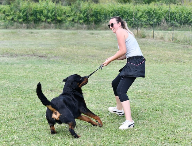 Rottweiler training for obedience