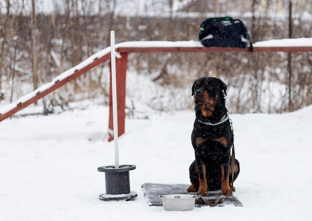 Rottweiler on a walk in winter