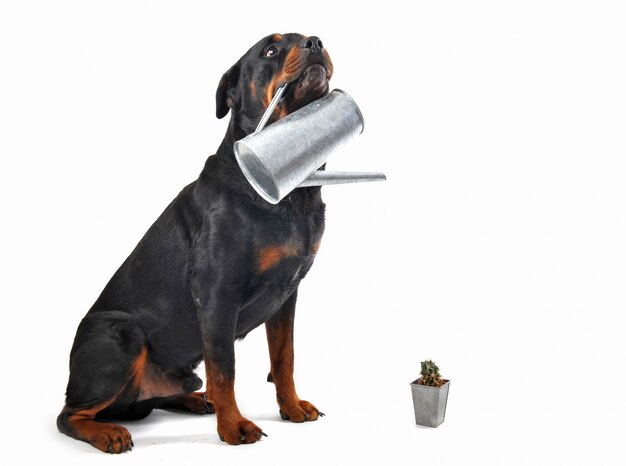 rottweiler on a white background