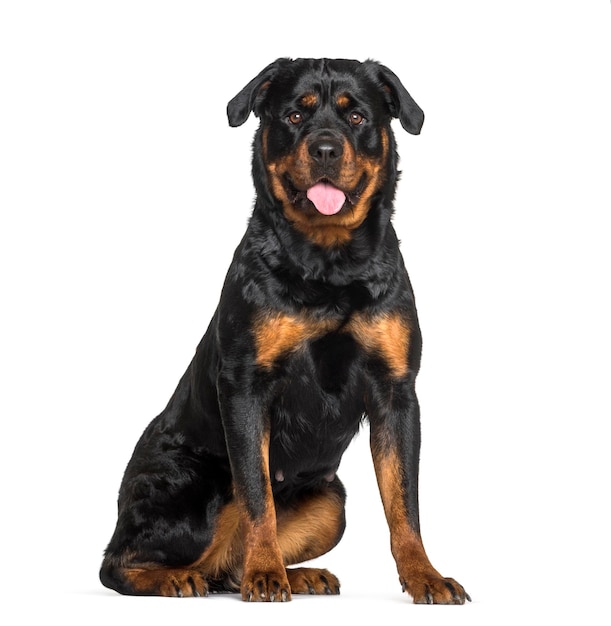 Rottweiler zittend tegen een witte achtergrond