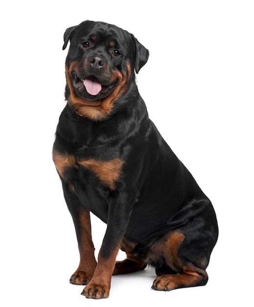 Rottweiler