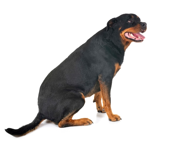 Rottweiler