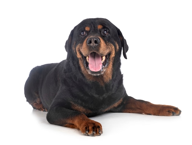 Rottweiler