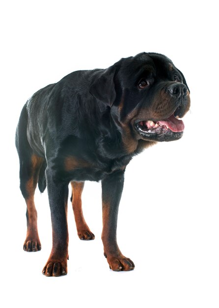 Photo rottweiler